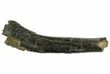 Ornithopod (Valdosaurus) Partial Rib Bone - Isle of Wight #92580-1
